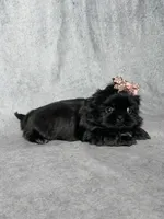 Callie, a female Shih Tzu for sale in Orwell, OH – Photo 3 of 3