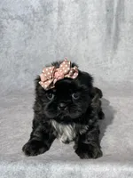 Callie, a female Shih Tzu for sale in Orwell, OH – Photo 2 of 3