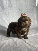 Ira, a female Shih Tzu for sale in Orwell, OH – 3 of 3