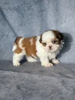 Lenny (AKC), a male Shih Tzu for sale in Orwell, OH – 3 of 5