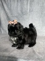 Indy, a female Shih Tzu for sale in Orwell, OH – 3 of 4