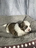 Hanna, a female Shih Tzu for sale in Orwell, OH – 3 of 3