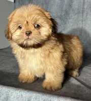 Kota (AKC), a male Shih Tzu for sale in Orwell, OH – 1 of 4