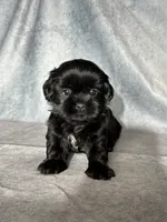 Jet, a male Shih Tzu for sale in Orwell, OH – 3 of 4