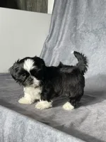 Glenn, a male Shih Tzu for sale in Orwell, OH – 3 of 3