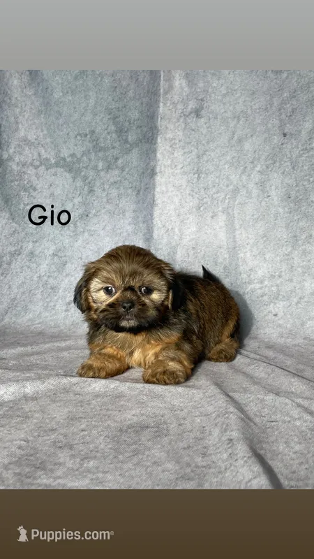 Gio – Shih Tzu puppy for sale in Orwell, OH