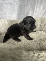 Hunter, a male Shih Tzu for sale in Orwell, OH – 3 of 3