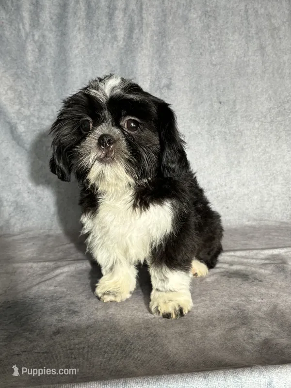 Glenn – Shih Tzu puppy for sale in Orwell, OH