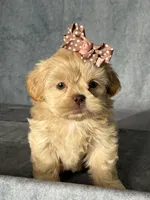 Nina, a female Shih Tzu for sale in Orwell, OH – 3 of 4