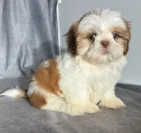 Lenny (AKC), a male Shih Tzu for sale in Orwell, OH – 4 of 5