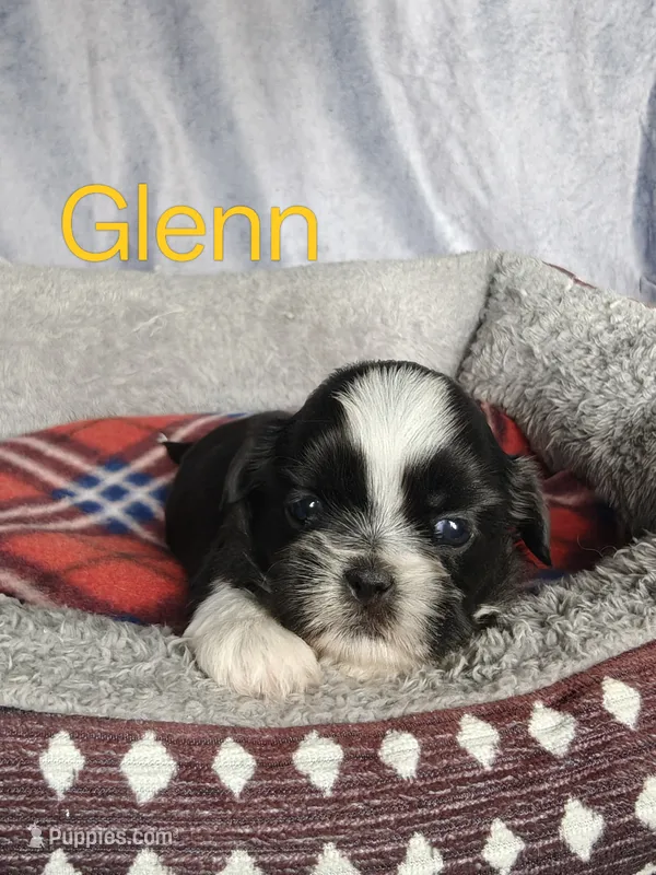Glenn – Shih Tzu puppy for sale in Orwell, OH