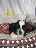 Glenn, a male Shih Tzu for sale in Orwell, OH – 1 of 3