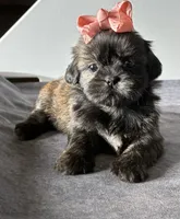 Jenny, a female Shih Tzu for sale in Orwell, OH – 1 of 4