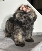 Juliet, a female Shih Tzu for sale in Orwell, OH – 2 of 5