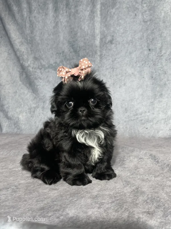 Indy – Shih Tzu puppy for sale in Orwell, OH
