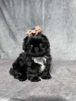 Indy, a female Shih Tzu for sale in Orwell, OH – 1 of 4