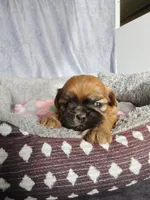 Ginny, a female Shih Tzu for sale in Orwell, OH – 2 of 3