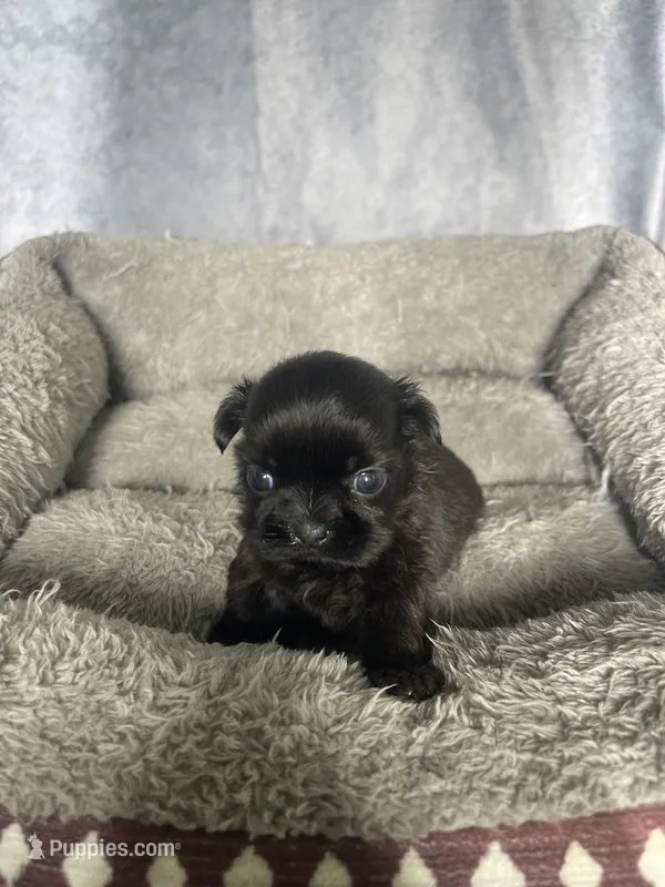 Hunter – Shih Tzu puppy for sale in Orwell, OH