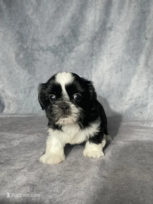Glenn – Shih Tzu puppy for sale in Orwell, OH