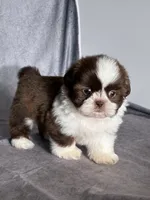 Oliver, a male Shih Tzu for sale in Orwell, OH – 2 of 5