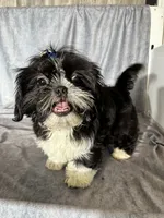 Glenn, a male Shih Tzu for sale in Orwell, OH – 3 of 6