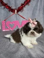 Valerie, a female Shih Tzu for sale in Orwell, OH – Photo 3 of 4