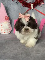 Valerie, a female Shih Tzu for sale in Orwell, OH – Photo 2 of 4