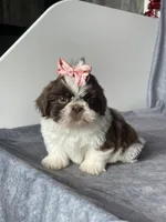 Valerie, a female Shih Tzu for sale in Orwell, OH – Photo 1 of 4