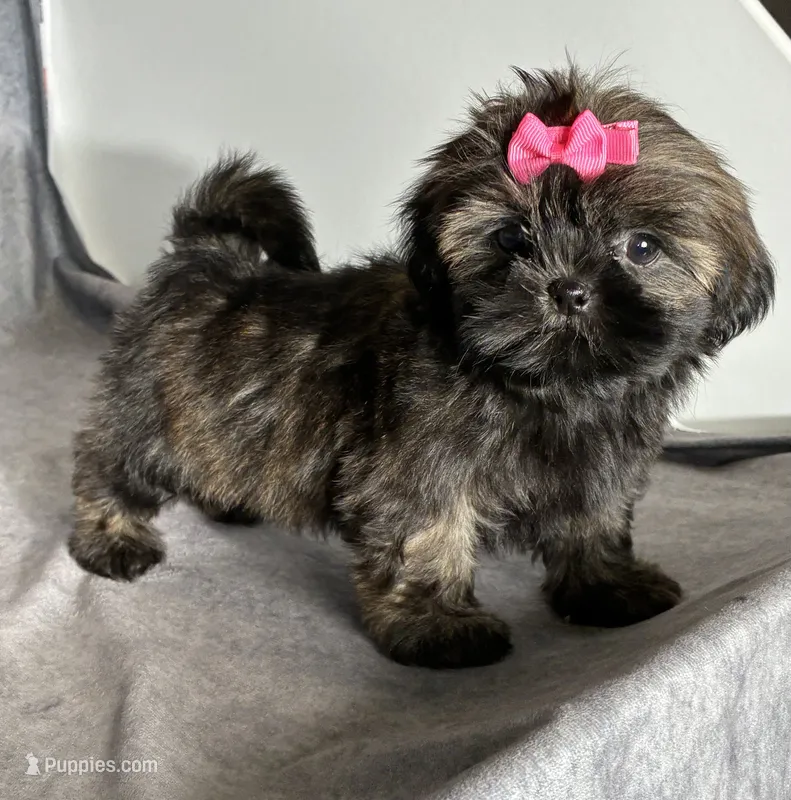 Juliet – Shih Tzu puppy for sale in Orwell, OH