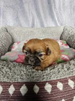Ginny, a female Shih Tzu for sale in Orwell, OH – 1 of 3