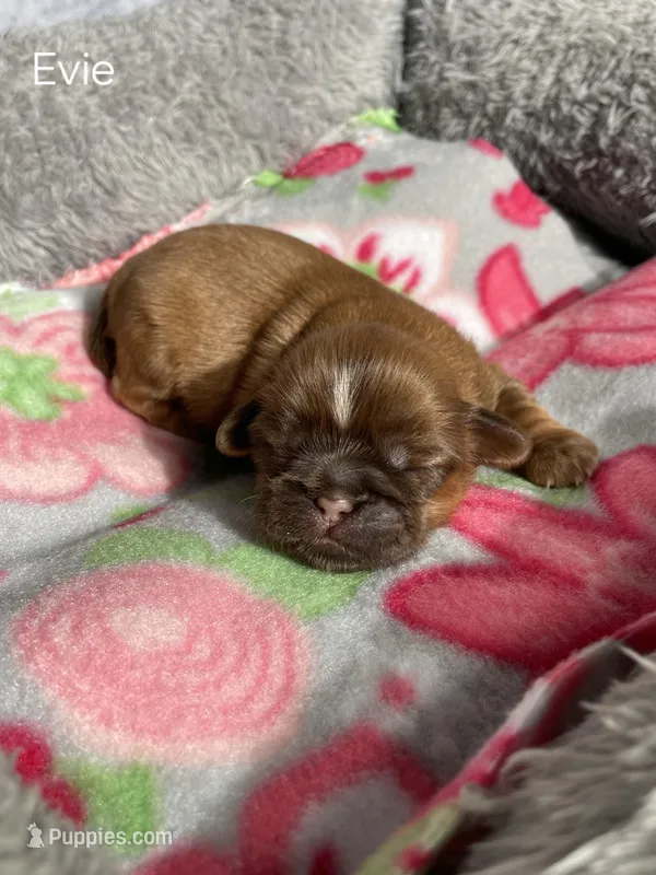 Evie – Shih Tzu puppy for sale in Orwell, OH