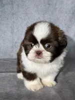 Oliver, a male Shih Tzu for sale in Orwell, OH – 4 of 5