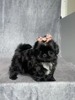 Indy, a female Shih Tzu for sale in Orwell, OH – 4 of 4