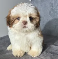 Lenny (AKC), a male Shih Tzu for sale in Orwell, OH – 3 of 5