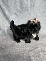 Iris, a female Shih Tzu for sale in Orwell, OH – 4 of 5