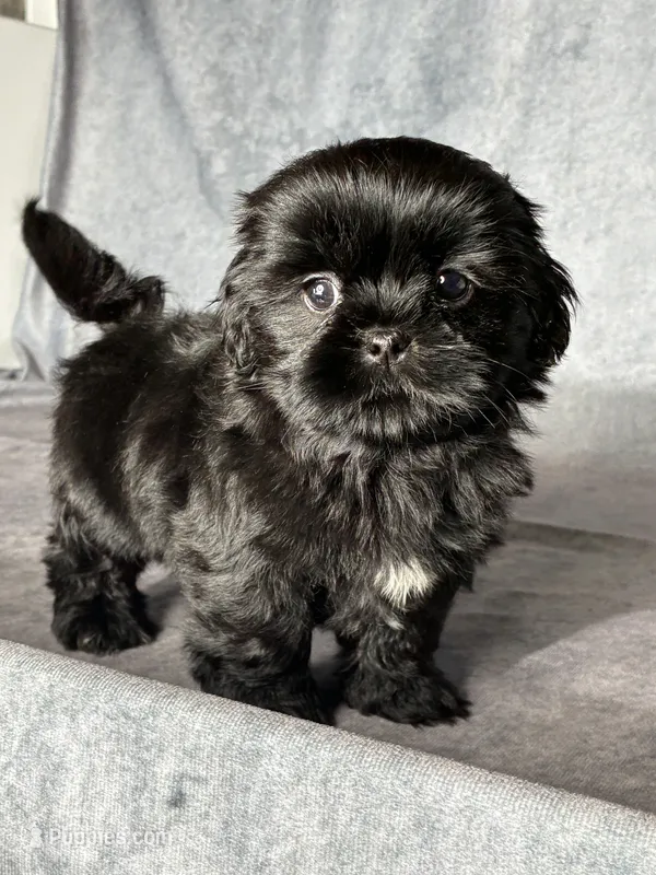 Jet – Shih Tzu puppy for sale in Orwell, OH