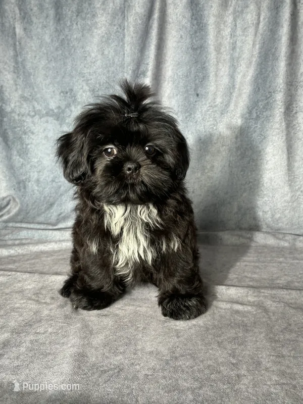 Hutch – Shih Tzu puppy for sale in Orwell, OH
