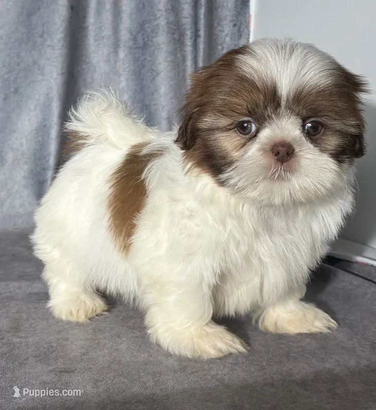 Louie (AKC) – Shih Tzu puppy for sale in Orwell, OH