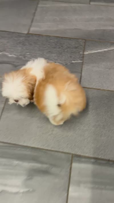 Kai (AKC), a male Shih Tzu for sale in Orwell, OH – 6 of 6