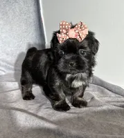 Joy, a female Shih Tzu for sale in Orwell, OH – 3 of 4