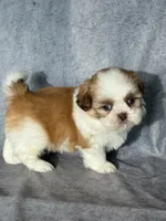 Kai, a male Shih Tzu for sale in Orwell, OH – 2 of 3