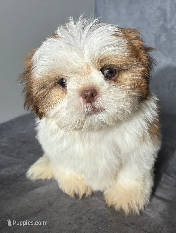 Lenny (AKC) – Shih Tzu puppy for sale in Orwell, OH