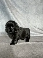 Jupiter, a male Shih Tzu for sale in Orwell, OH – 2 of 3