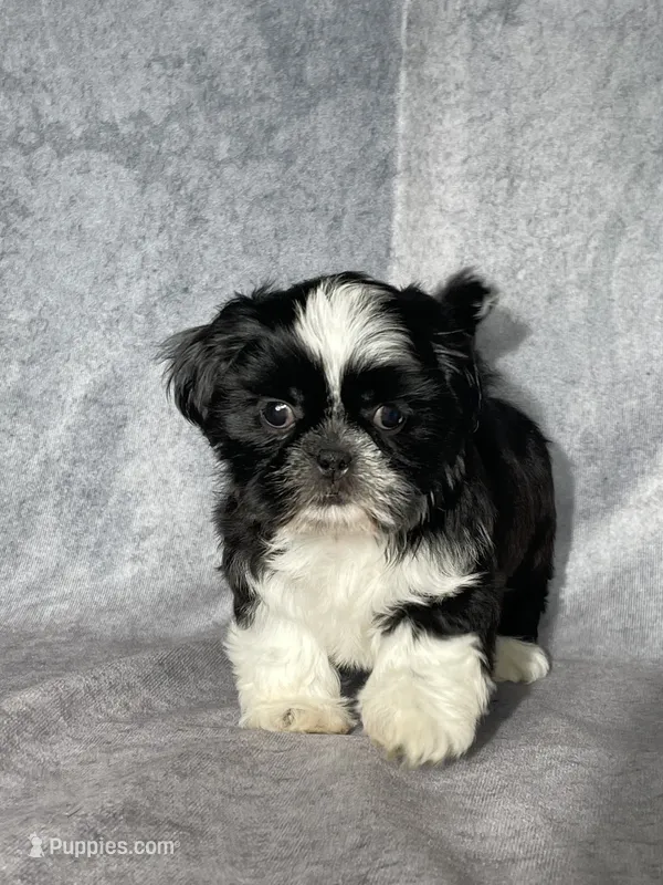 Glenn – Shih Tzu puppy for sale in Orwell, OH