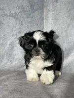 Glenn, a male Shih Tzu for sale in Orwell, OH – 1 of 3