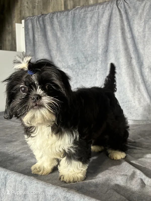 Glenn – Shih Tzu puppy for sale in Orwell, OH