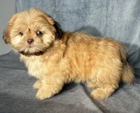 Kota (AKC), a male Shih Tzu for sale in Orwell, OH – 2 of 4