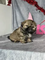 Theo, a male Shih Tzu for sale in Orwell, OH – Photo 2 of 3