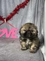 Theo, a male Shih Tzu for sale in Orwell, OH – Photo 1 of 3