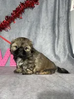 Theo, a male Shih Tzu for sale in Orwell, OH – Photo 3 of 3